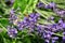 Bee in flight pollinating Lavender flowers collecting nectar