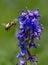 Bee In Flight At Purple Wildflower, Yankee Boy Basin, Mount Sneffels Wilderness, Ouray, Colorado