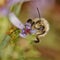 Bee on a Flower