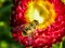 Bee on a flower.