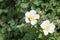 A bee and a flower, a blooming rosehip and a bee