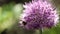 Bee on the flower,close up.