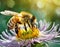 Bee and flower. Close up of a large striped bee collects honey on a flower on a Sunny bright