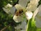 Bee on flower close up. With a white flower the Bee collects the nectar