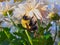 Bee on a flower: Closeup of a large carpenter bee clinging to the petals of a white mum