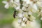 Bee on a flower, collecting honey.