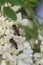 Bee on a flower, collecting honey.