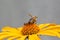 Bee on flower collecting nectar. Honey bee on yellow diasy