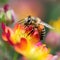 Bee on a flower collects nectar and pollen. Close-up