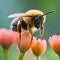 bee on the flower, copy space, colorful bee, orange flower, tulip flower with bee
