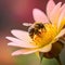 bee on the flower, copy space, colorful bee, pink flower, macro photo