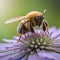 bee on the flower, copy space, colorful bee, purple flower