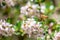 Bee on a flower. European honey bee Apis mellifera flying on pink flowers in Switzerland.