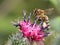 Bee on flower of greater burdock