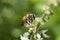 Bee flower insect green nature outdoors