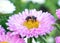 Bee, flower, insect, macro, nature, pollen, honey, fly, summer, bumblebee, animal, yellow, pink, garden, green, plant, closeup, ne