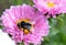 Bee, flower, insect, macro, nature, pollen, honey, fly, summer, bumblebee, animal, yellow, pink, garden, green, plant, closeup, ne