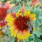 Bee on flower - insects in the garden