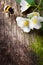 Bee and flower jasmine on old wood background