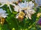 Bee on a flower: Large carpenter bee on a white mum flower in the sunlight