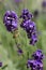 A bee on the flower of Lavandula lavender