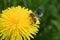 Bee on flower summer honey bee dandelion