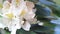 Bee on flower white Rhododendron