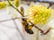 Bee on a flower willow spring