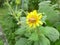 A bee on flower of yacon.