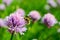 Bee on Flowering Chive