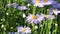 Bee. Flowering of daisies. Oxeye daisy, Leucanthemum vulgare, daisies, Common daisy, Dog daisy, Moon daisy. Gardening concept
