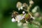 Bee on flowers of blackberries