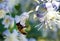 Bee on the flowers of Clematis vitalba