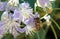 Bee on the flowers of Clematis vitalba