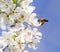 Bee on flowers tree. macro