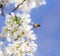 Bee on flowers tree. macro