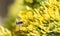 Bee Fly (anastoechus) Sipping Nectar