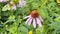 Bee fly near flower. Allergy insect macro video. Green grass. Bumblebee garden