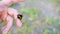 Bee fly on people hand. Allergy insect macro video. Green grass video background
