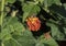 Bee fly on a red-orange flower cluster of a Lantana plant