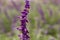 Bee flying around the lavender flower