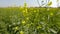 Bee flying around a rapeseed flower