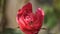 Bee flying near a rose