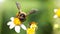 bee flying over a daisy flower to find pollen, macro photography of this fragile and gracious hymenoptera insect, nature scene