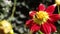 A bee flying and sits on a red flower Dahlia