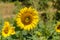 Bee flying into sunflower with bees already collecting pollen