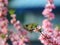 Bee flying to blooming almond tree\'s floweres
