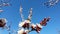 Bee flying to a blooming apricot tree collecting pollen. Honeybee and spring flowers over blue sky background