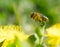 Bee flying to collect pollen and nectar