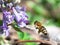 Bee flying to lilac flower